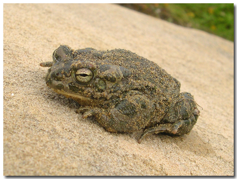 Bufotes siculus fotografato ieri a Gela (CL)